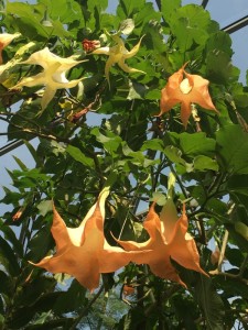 ☆　大温室　☆