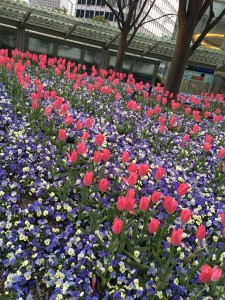 ☆　桜の前に♪　☆