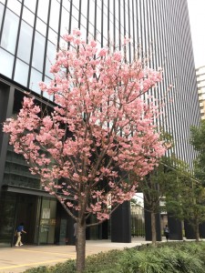 ☆　桜　☆